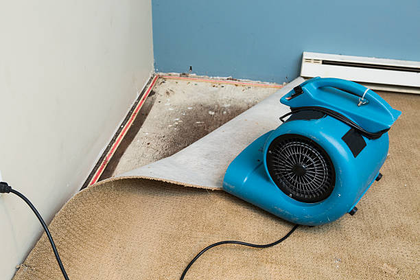 Best Carpet water damage restoration  in Whitefish, MT